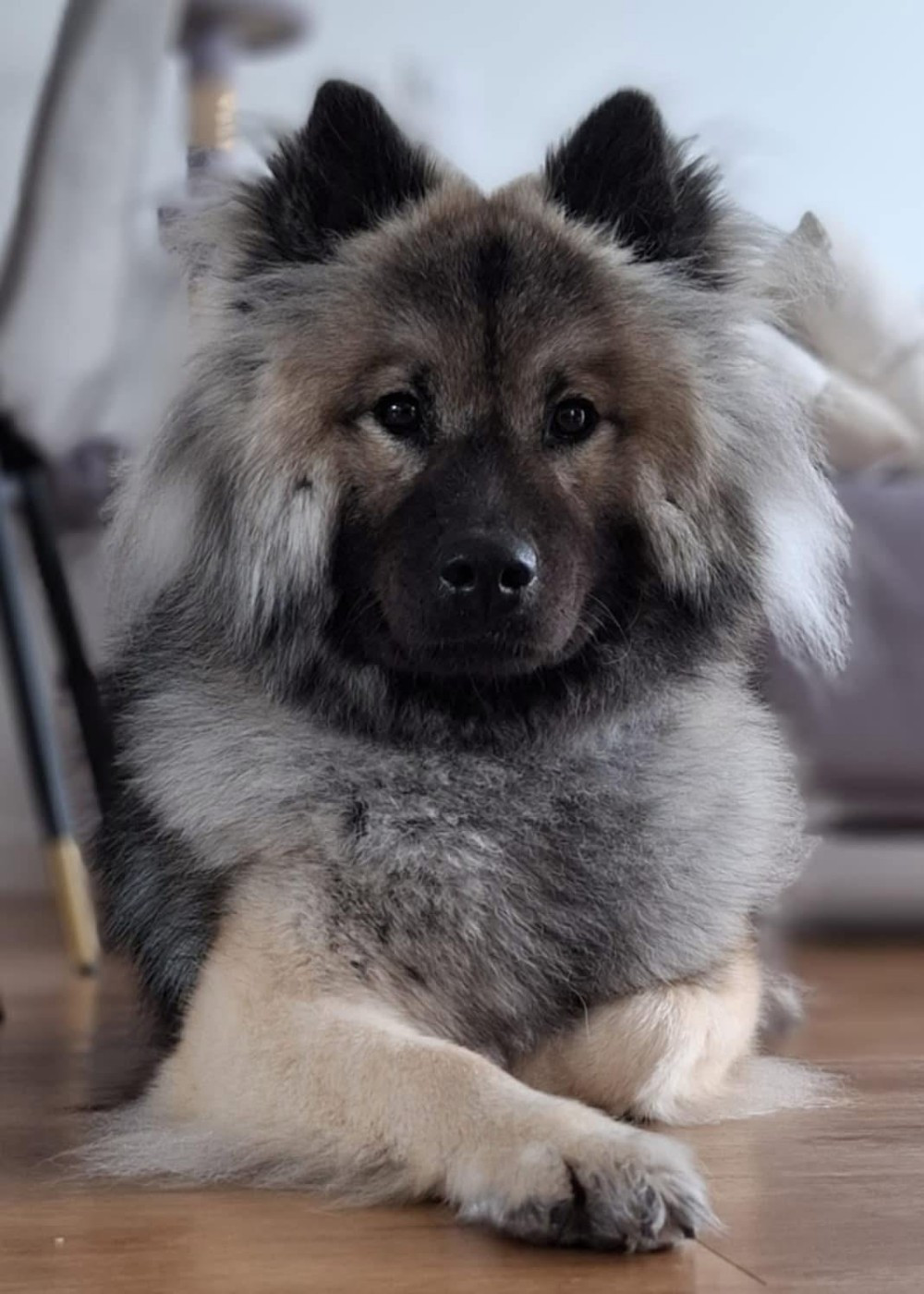 Umalie De La Source Des Rochettes