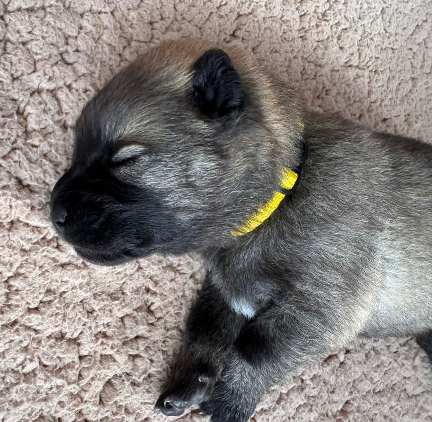 De Kalon Ar Tania - Chiots disponibles - Eurasier