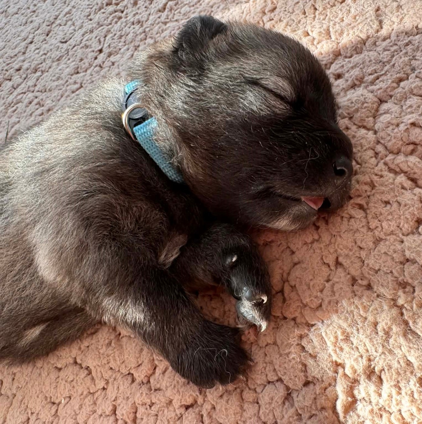 De Kalon Ar Tania - Chiots disponibles - Eurasier